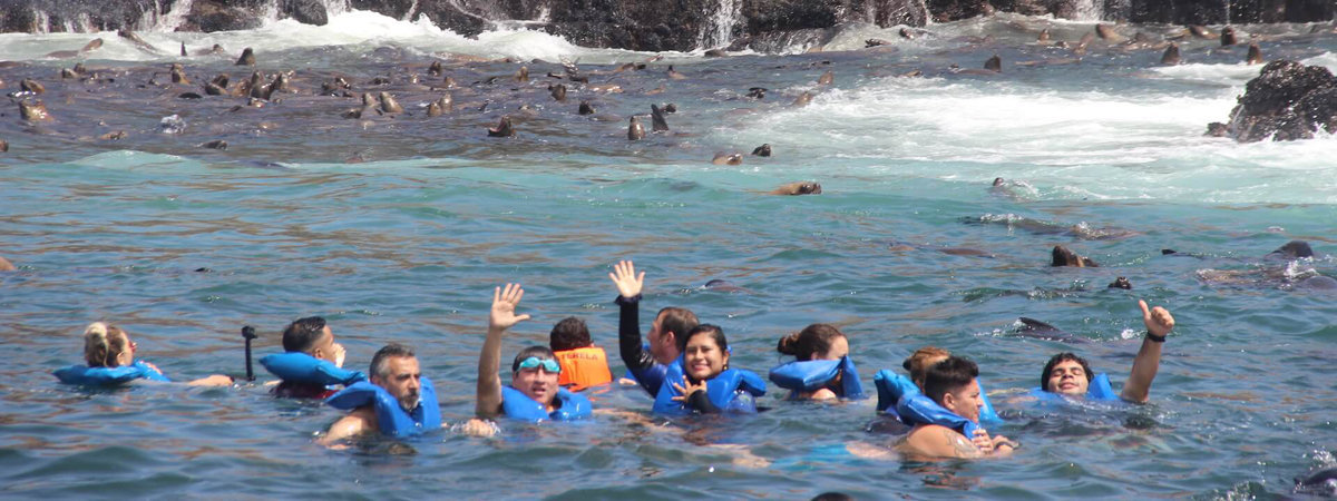 Palomino Islands - Swimming with sea lions from Lima in Lima